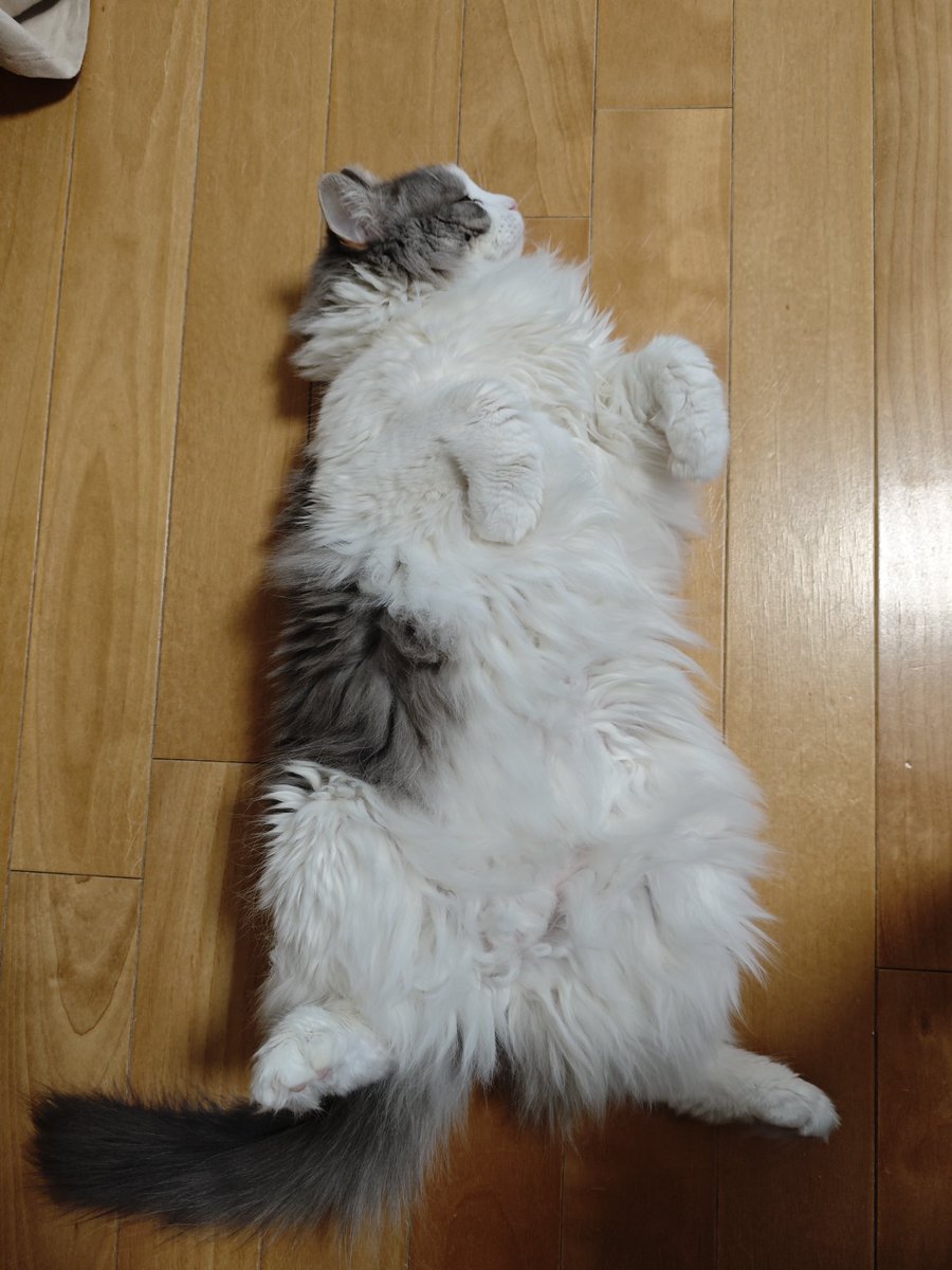 rurusea's tweet photo. 今日は暖かいから、床でゴロンにゃ😺 https://t.co/ASQmAcO5Y7