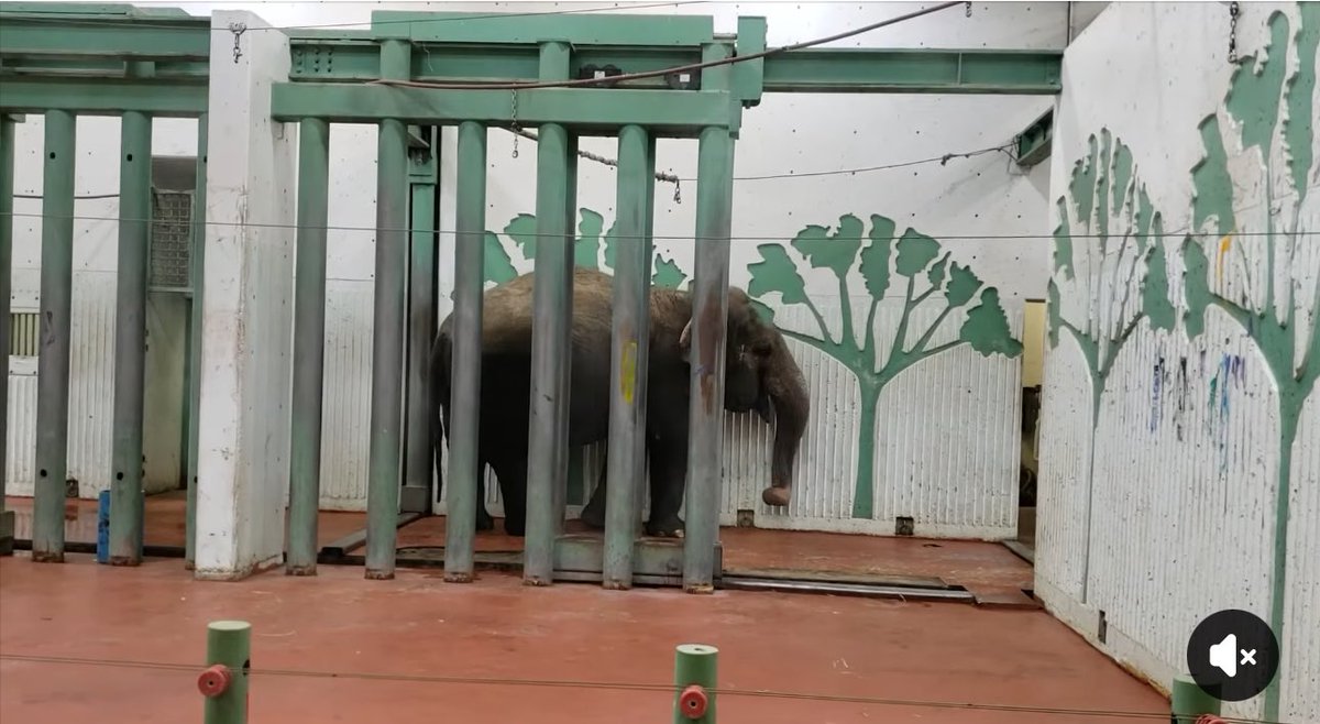 LEAP 💜 ❤️🐘🇨🇦 tweet media