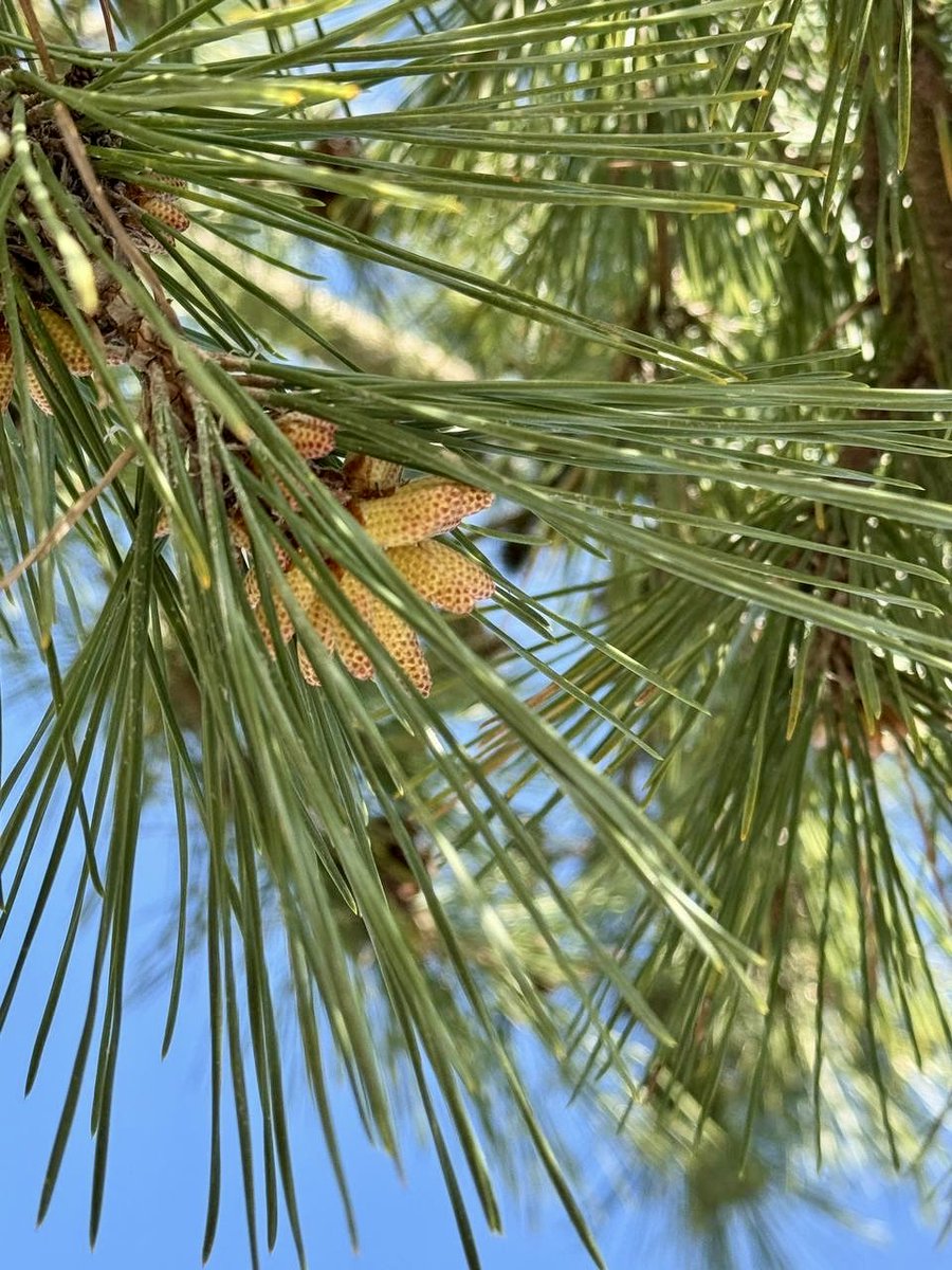 Светлaнa Шерстобитова tweet media