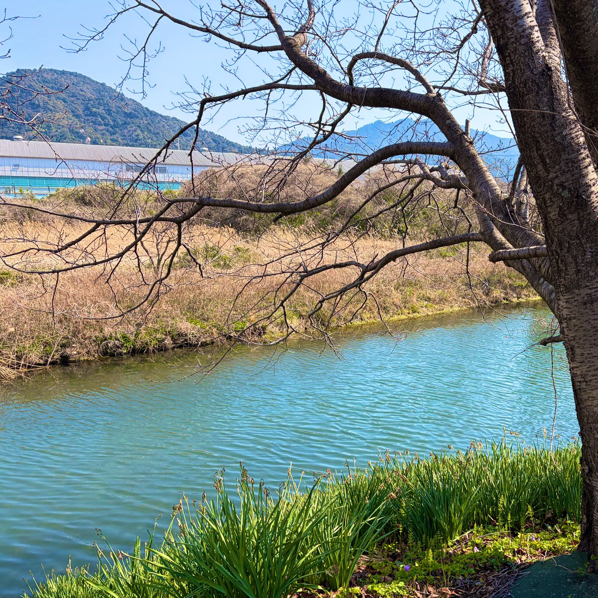 もち乳ちち。 tweet media