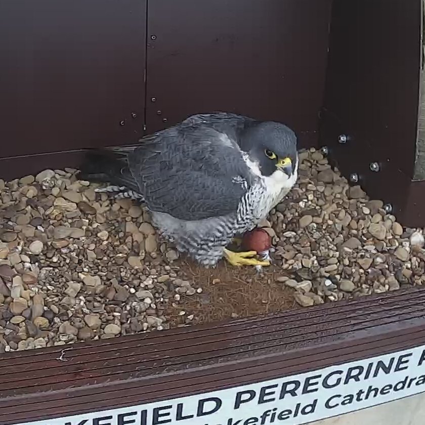 Wakefield Peregrines tweet media