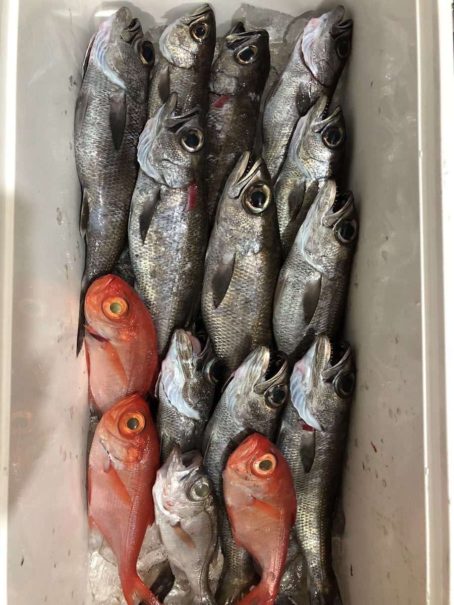 dodoria1024's tweet photo. 本日の釣果。
潮の濁りがいい感じでした。 https://t.co/InyLanISaf
