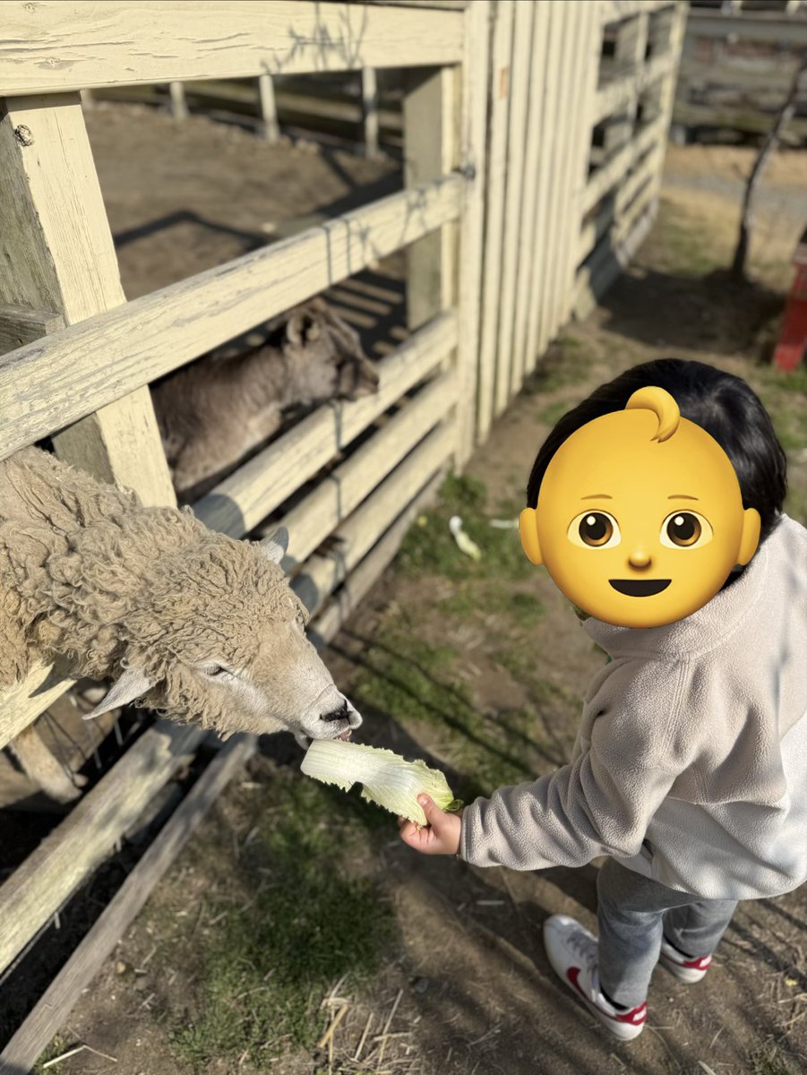 五代。 tweet media