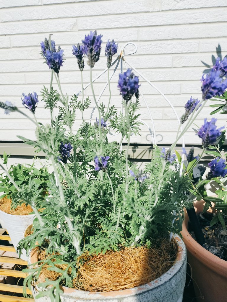 morry モリィ tweet media