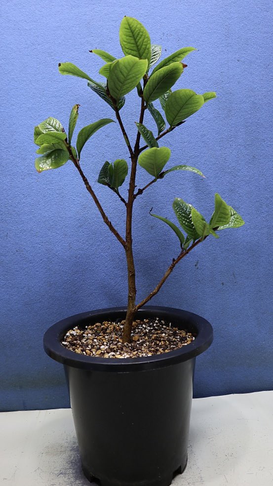 🌊🫧🌊 tweet media