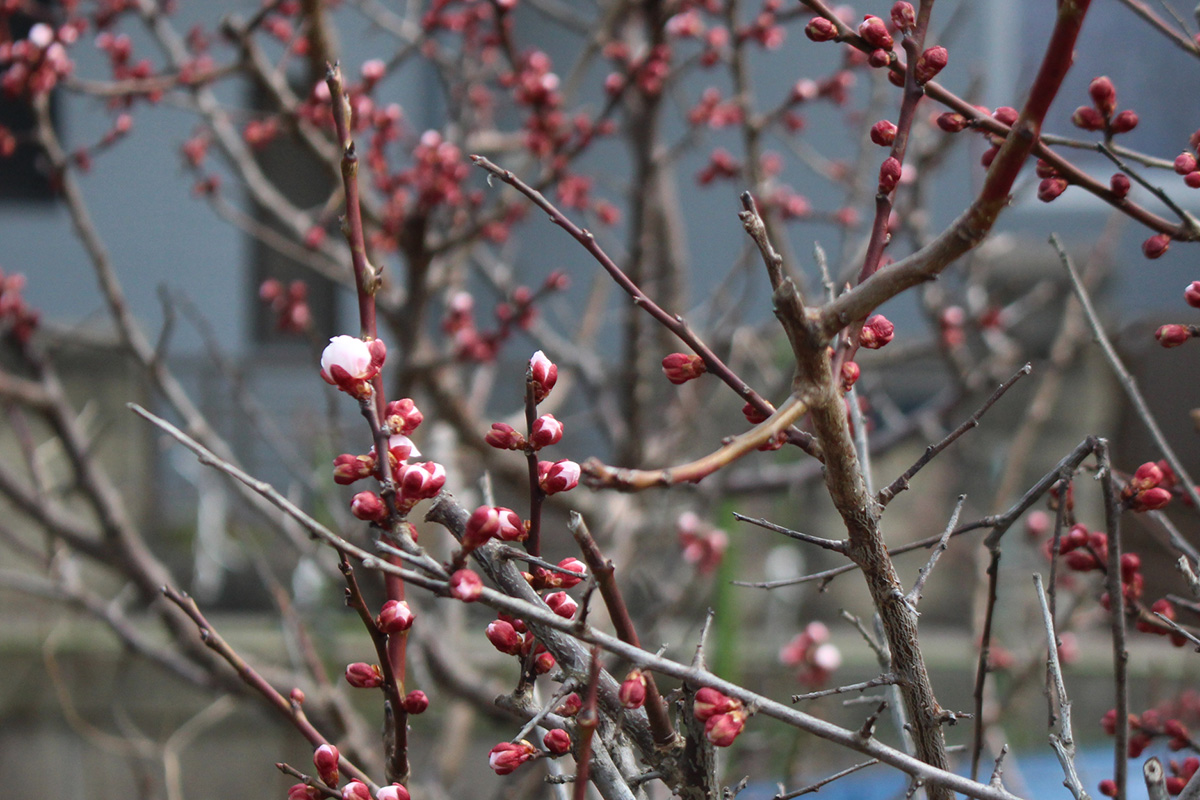 梅が咲きそうです。
いつかは梅染めやってみたいのですが。