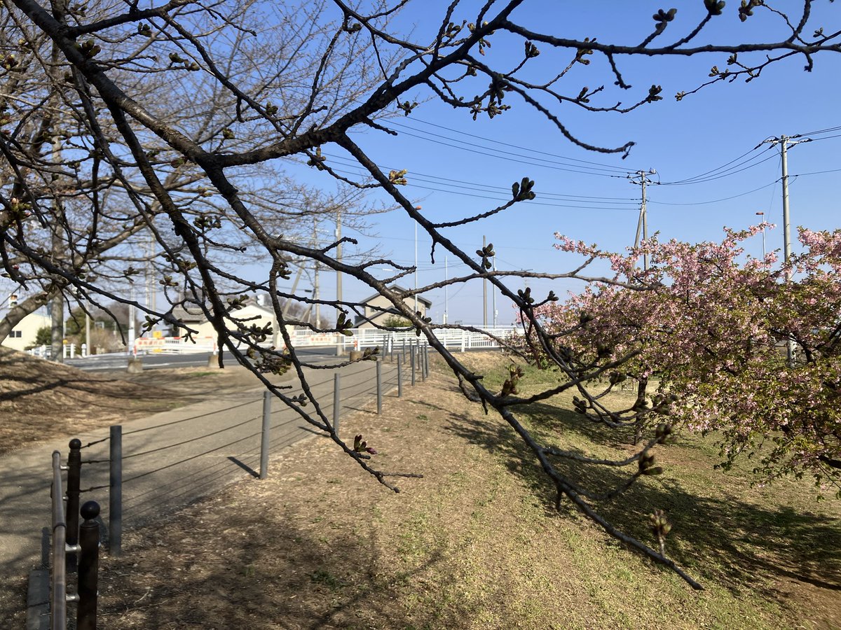 satteman's tweet photo. 幸手市の権現堂桜堤の桜は今こんな感じ！
今日の8:30頃の写真です！
もう少しですね〜
#幸手市　#桜　#権現堂 https://t.co/Z5fE2A57ds