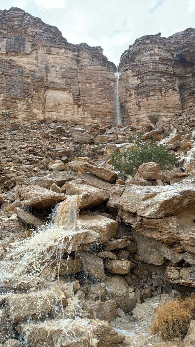 يزيد tweet media