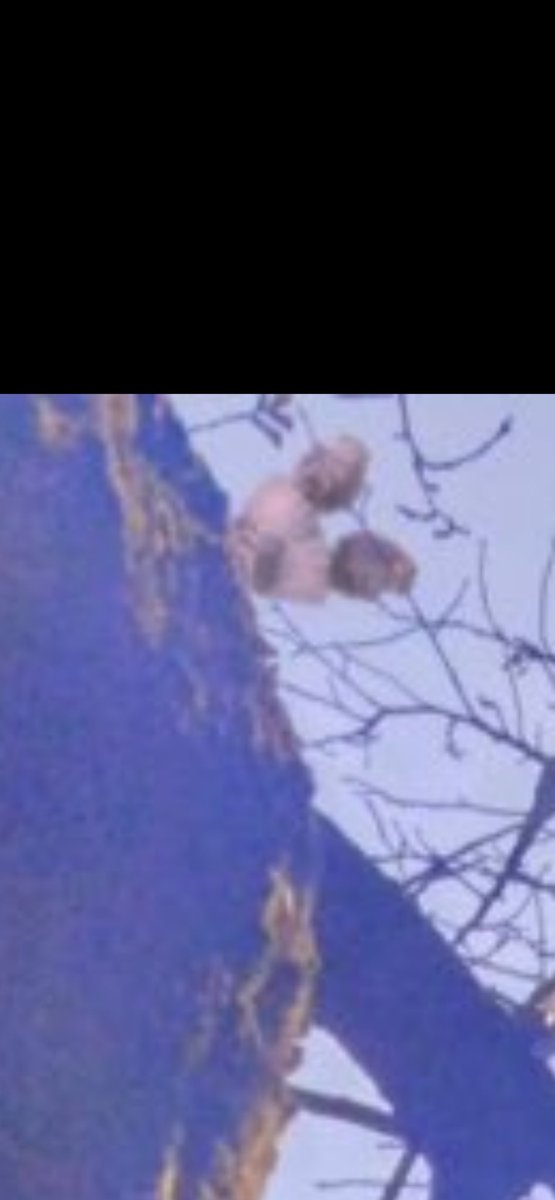 鳴門の青髪さん tweet media