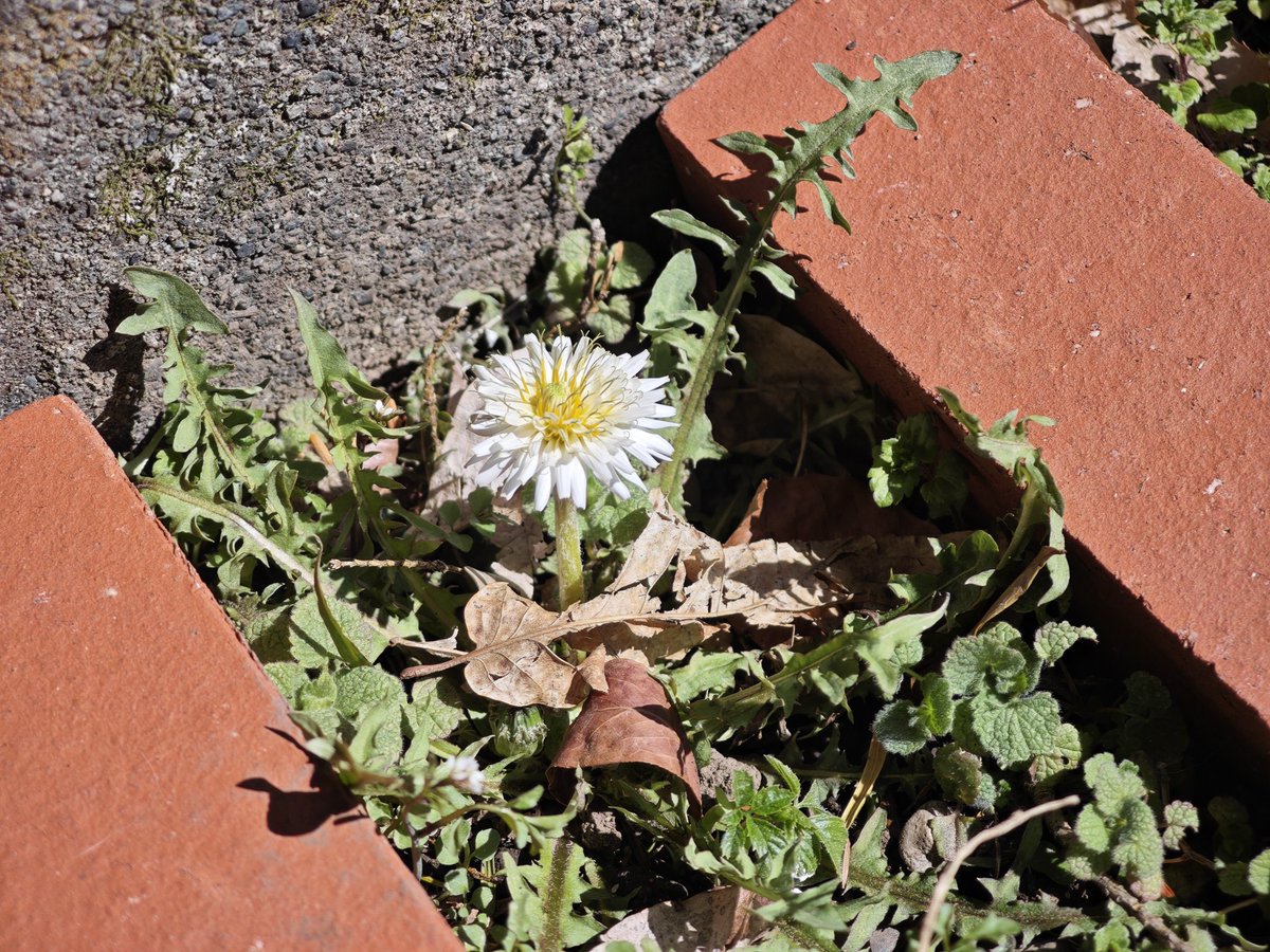 ウメ・コブシ・白花タンポポが咲いた。昨日あたりからウグイスの声も聞こえる。