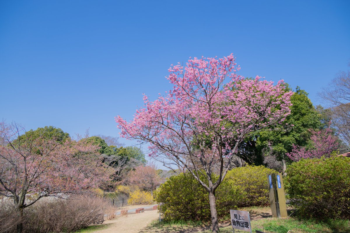 国営昭和記念公園 tweet media