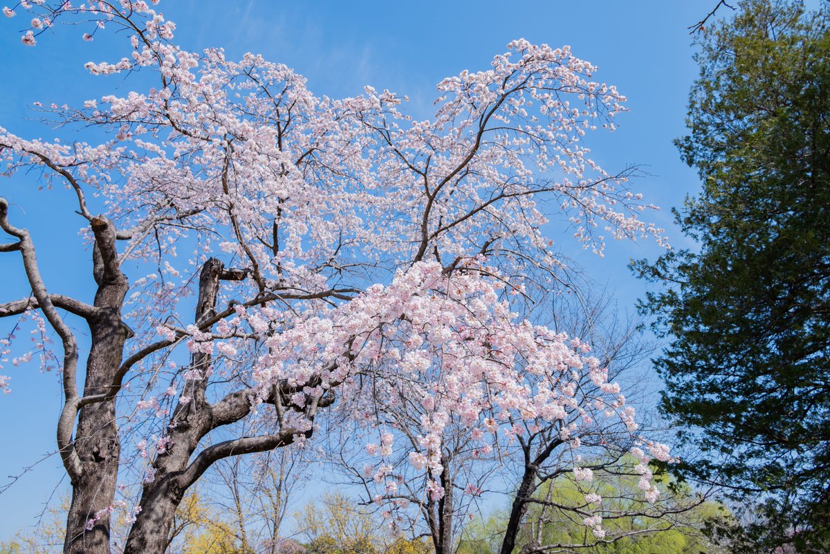 国営昭和記念公園 tweet media