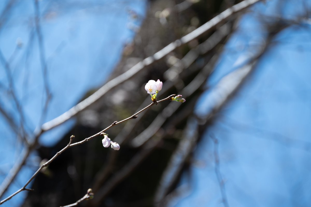 国営昭和記念公園 tweet media