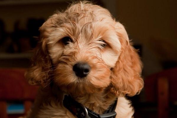 Sir Thomas Archer .. Angel tweet media