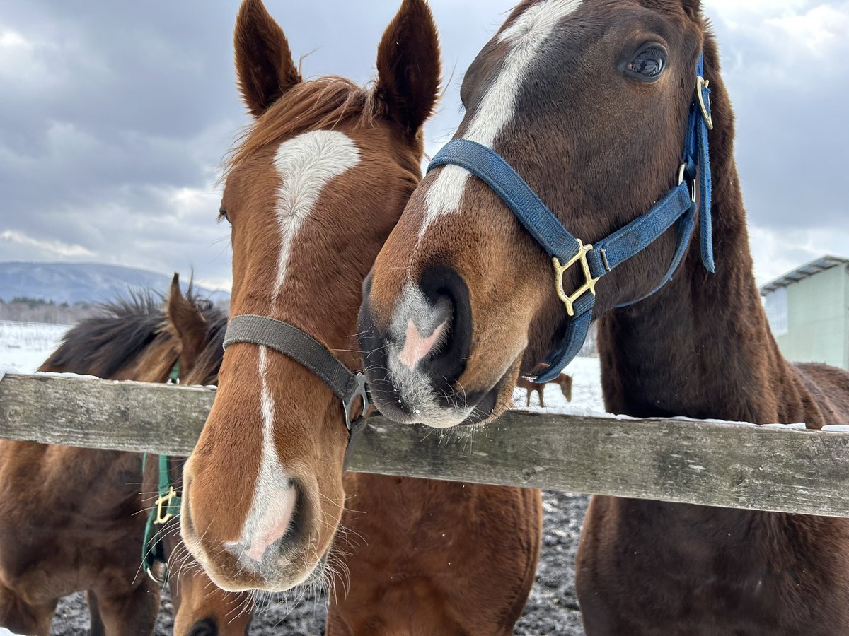 ボンバー tweet media