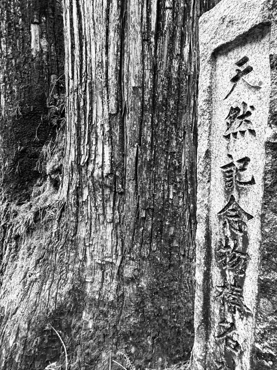 SSJ_しゅほーい tweet media