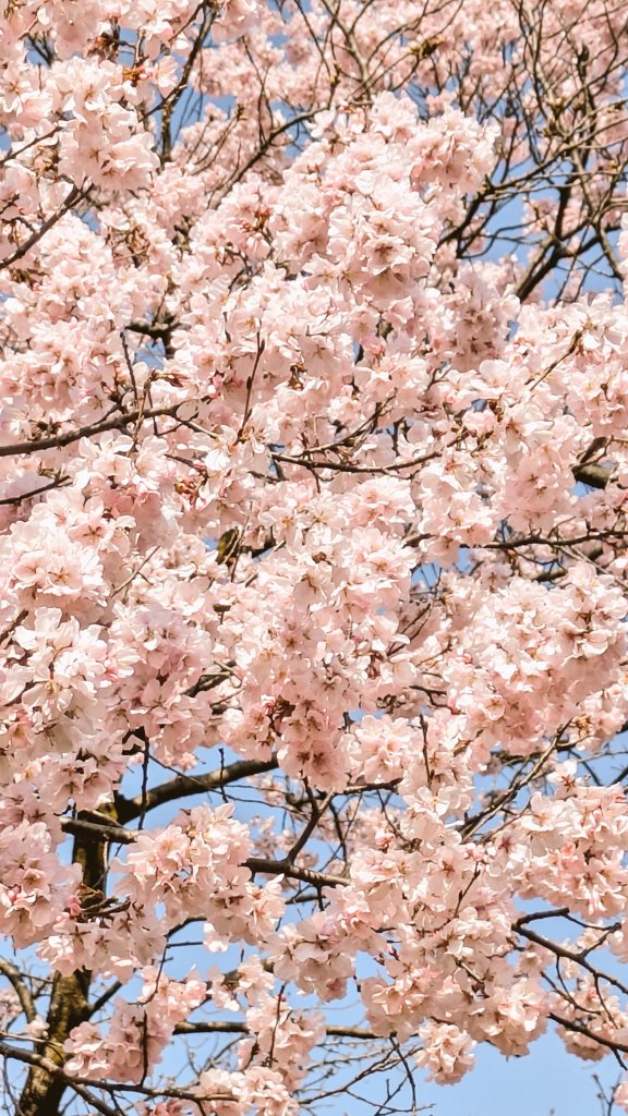 amiumi841's tweet photo. 新宿御苑へお出掛け。
桜も良いが、白と紅、紅白の絞りの3色に咲き分ける花桃も素敵😍 https://t.co/iX1dZ8LYIK