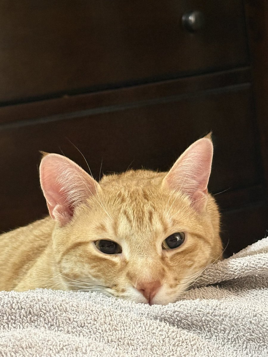 Earthy 🦆 tweet media