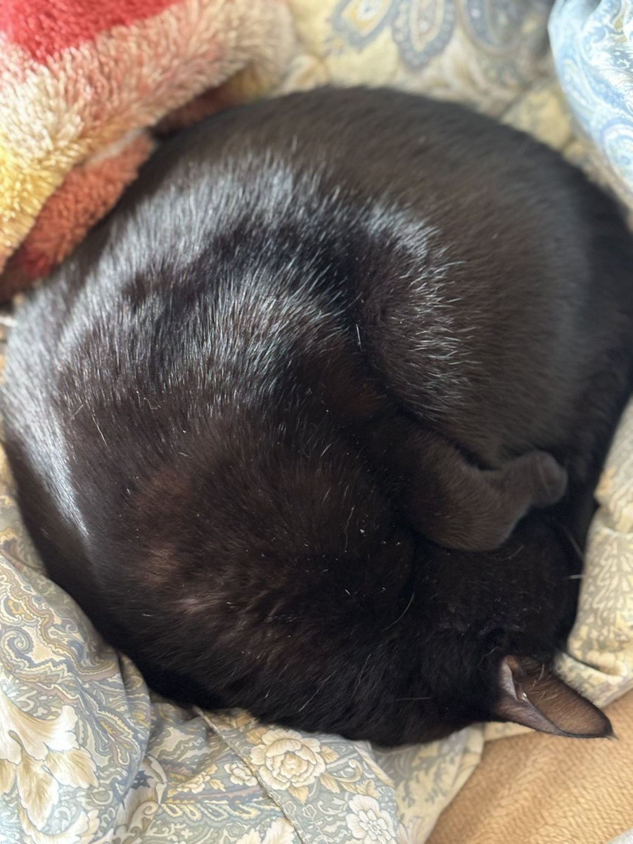 ありす🐈‍⬛ tweet media