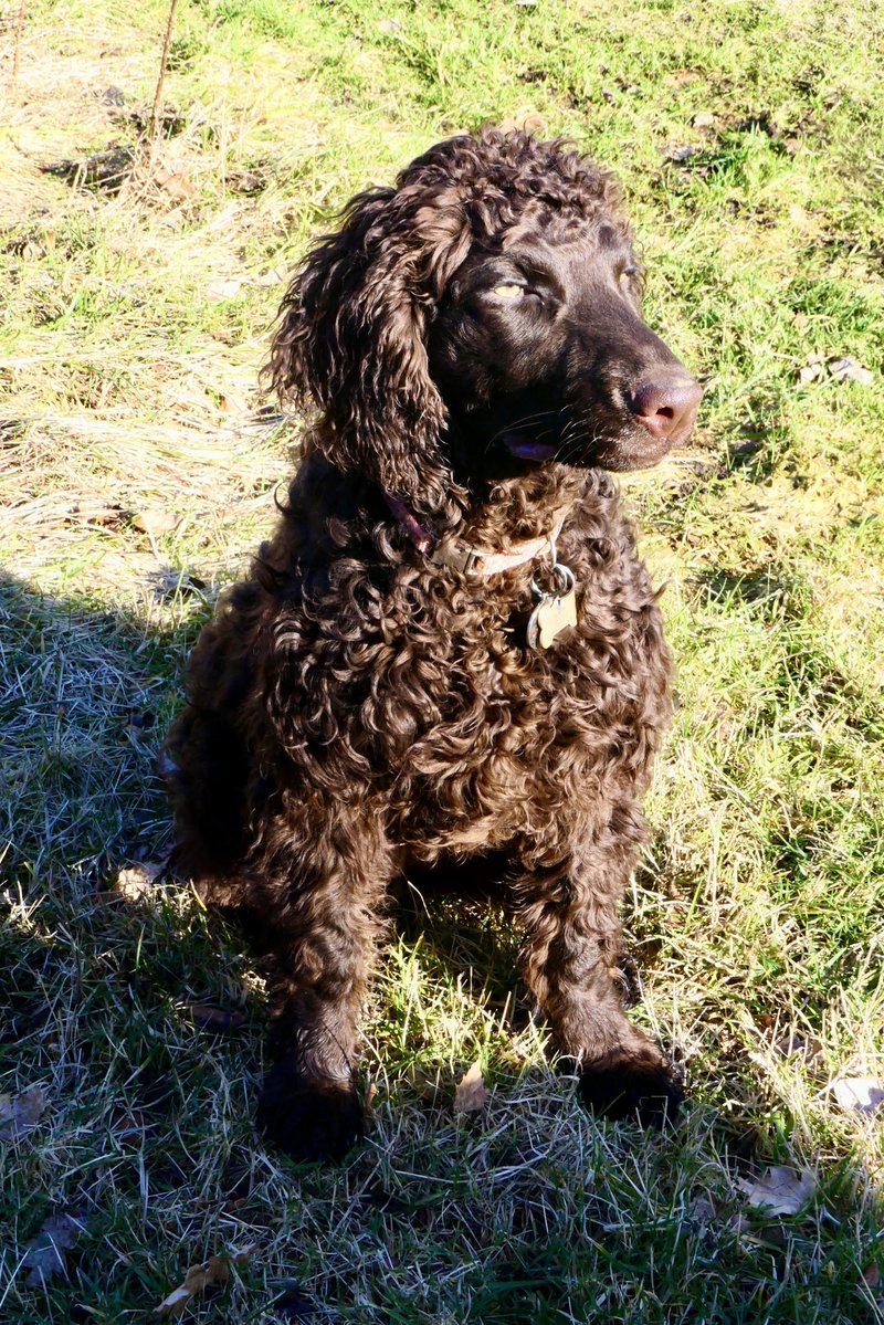 JontitheRetriever🌈 tweet media