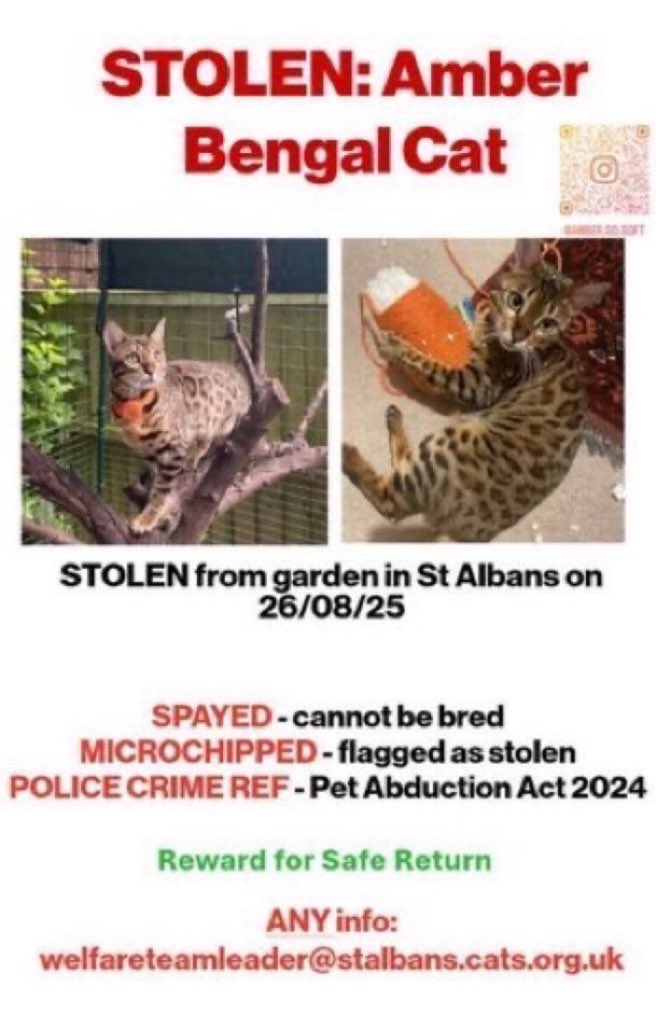 LisaClareRead2's tweet image. On #MissingCatsDay please help #BringAmberHome 
Amber’s a female #Bengal #cat who was stolen from the #StAlbans area on 26th August 2025 
Have you seen her?Please help  make her #TooHottoHandle &amp;amp; get her home. 
Thank you 🙏 
#Herts #AL1 #Stolendoghour 
doglost.co.uk/dog/19992