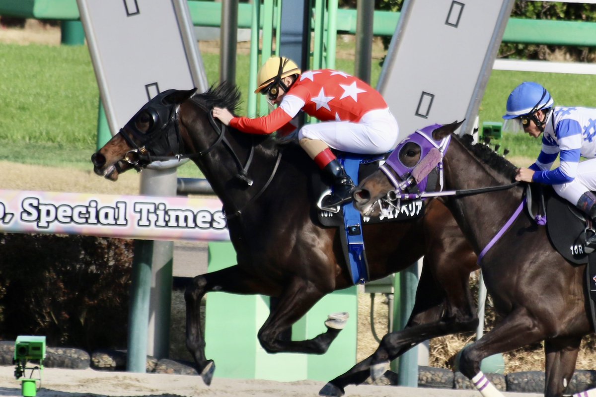 ぴょんぴょん tweet media