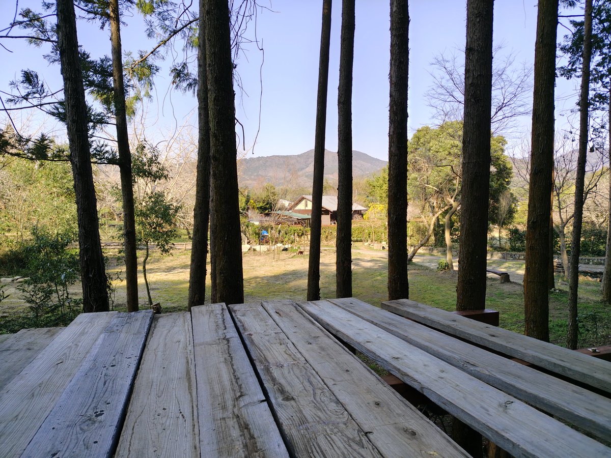 KABA362's tweet photo. 相方、独りでこつこつとツリーハウスを作っております🌲
#ツリーハウス
#KABA36
#キャンプ場 https://t.co/EzSb8i3XE4
