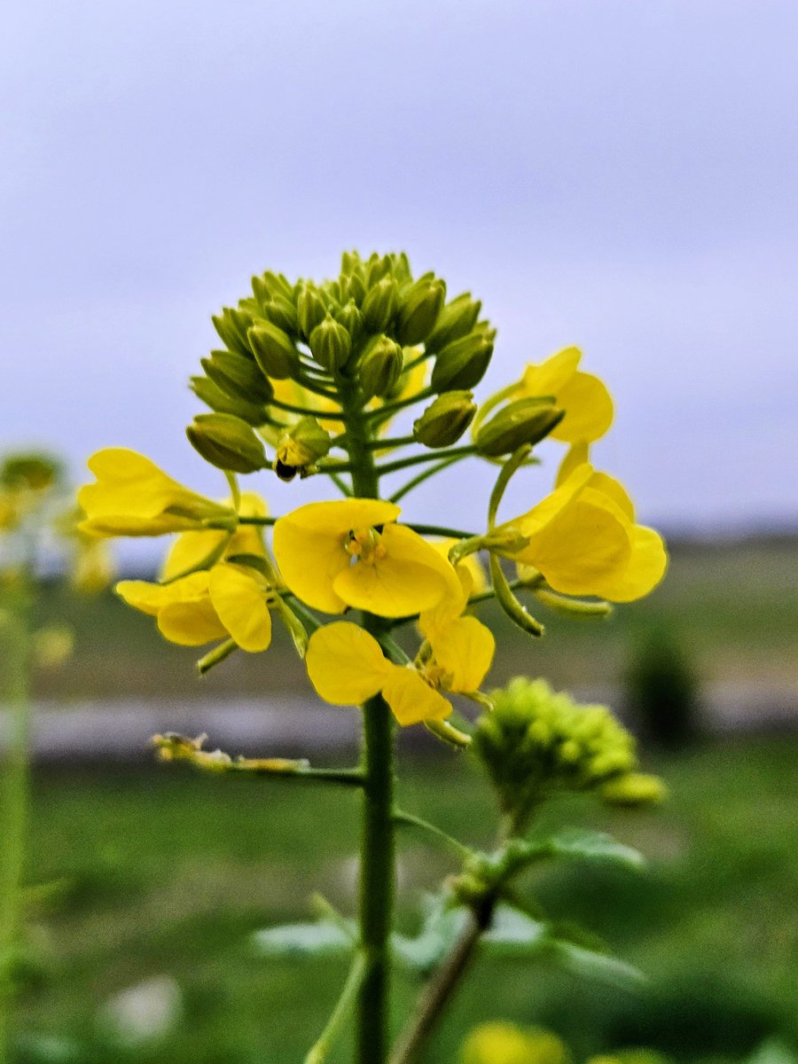 Nefernefer17 tweet media