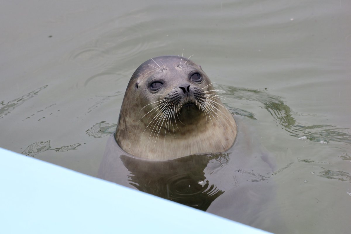 コゴト tweet media