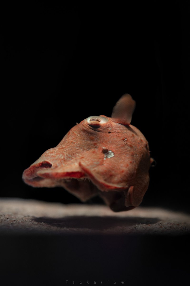 銀鏡つかさ/水族館写真家 tweet media