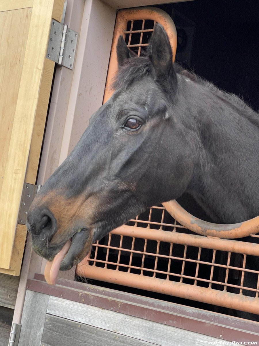 𝑹𝒊𝒏𝒊 • リニ 🐰🍪🐾 tweet media