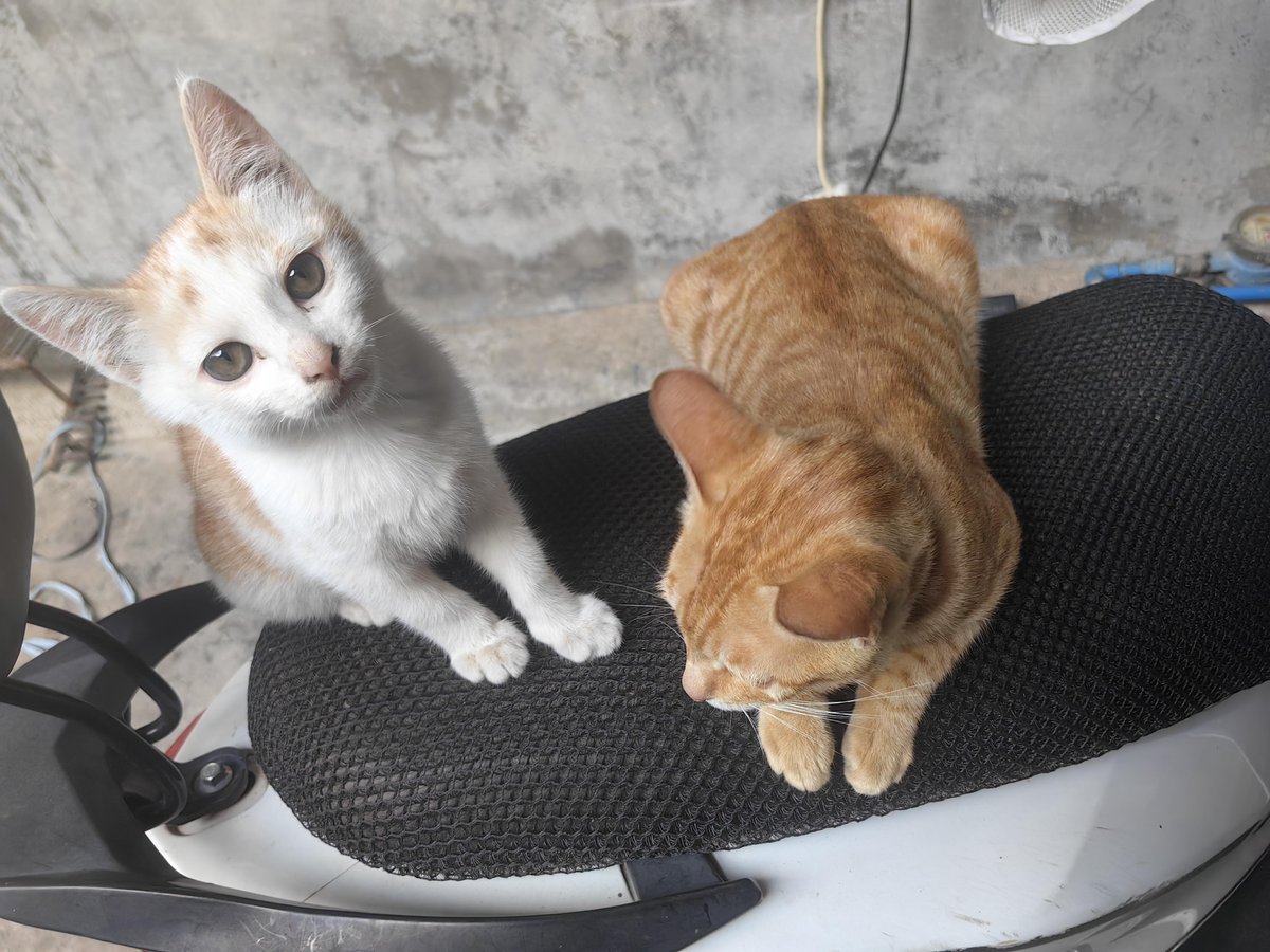 Allen Dumas tweet media