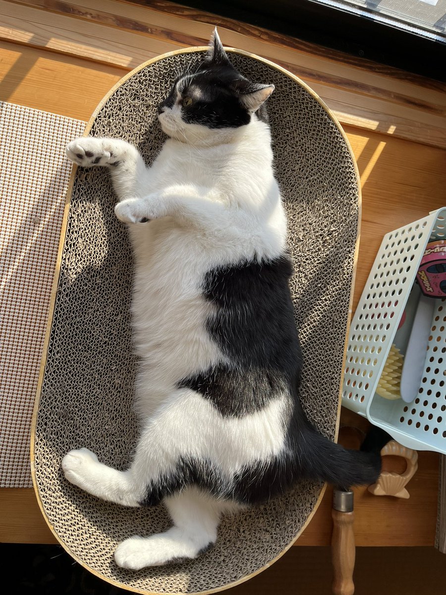 はるき tweet media