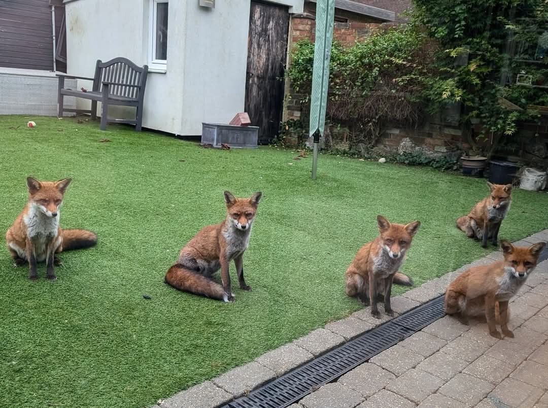 Chris Packham tweet media