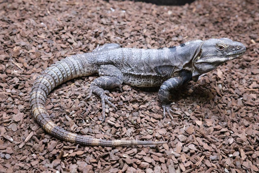 爬虫類ショップ アライブ(aLiVe) tweet media