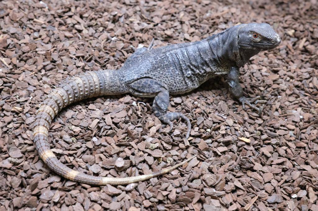 爬虫類ショップ アライブ(aLiVe) tweet media