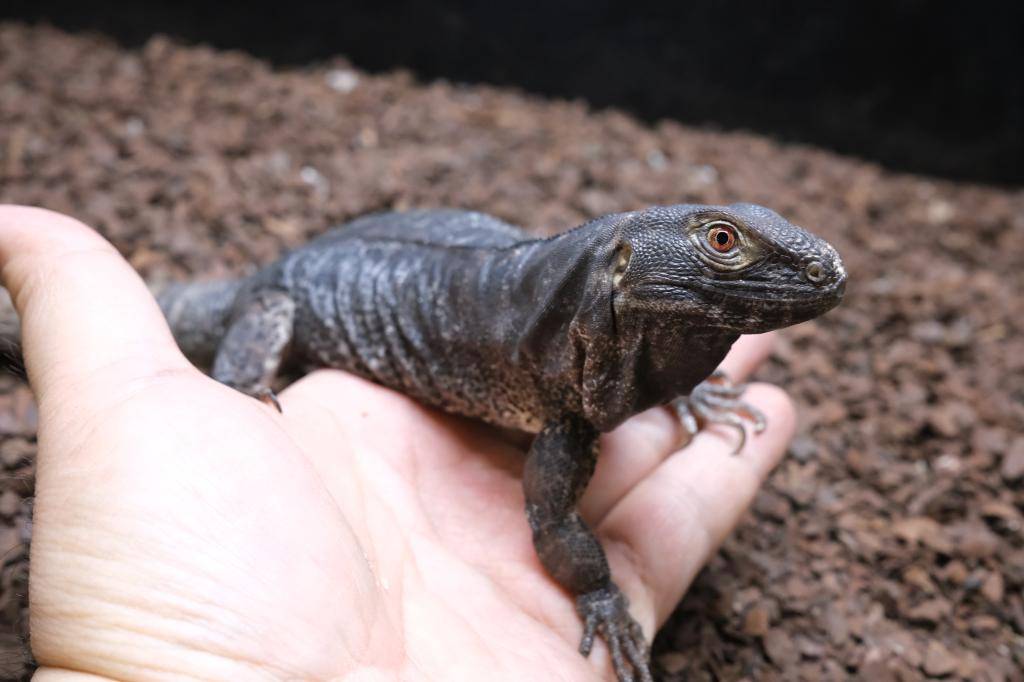 爬虫類ショップ アライブ(aLiVe) tweet media