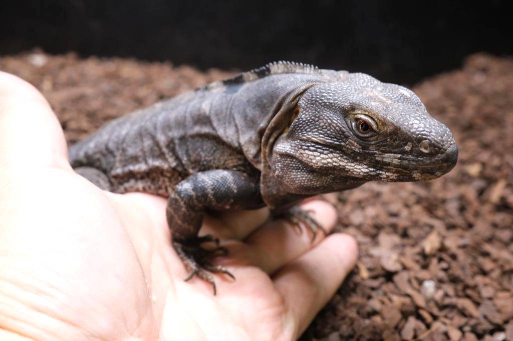 爬虫類ショップ アライブ(aLiVe) tweet media