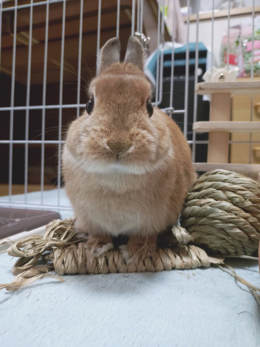 mmrb_3566's tweet photo. この毛玉を育て始めてから鬱が小康状態になり進路が決まり生きる意味が増えたので命の恩兎と言っても過言ではない https://t.co/W71jqZmE7Q
