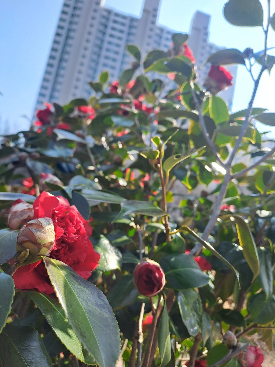 라모네 tweet media