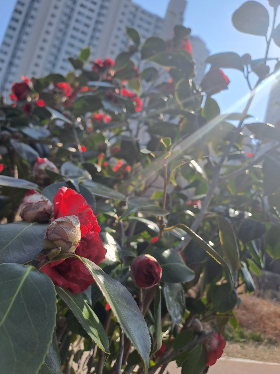 라모네 tweet media