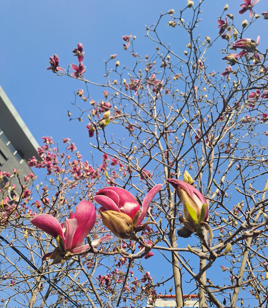 라모네 tweet media