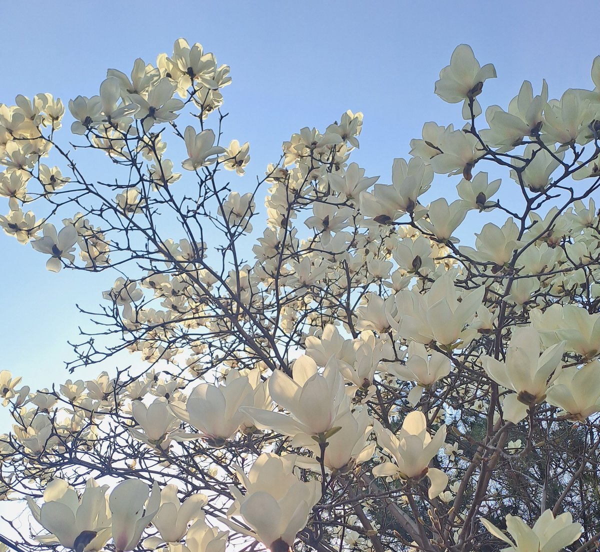 라모네 tweet media