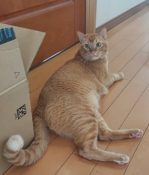 青うとん tweet media