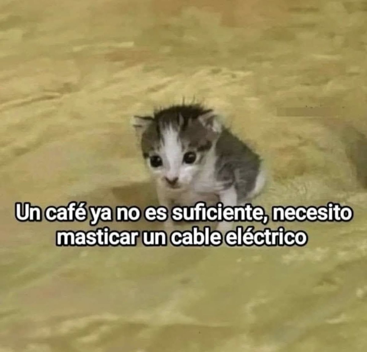 Clementine tweet media