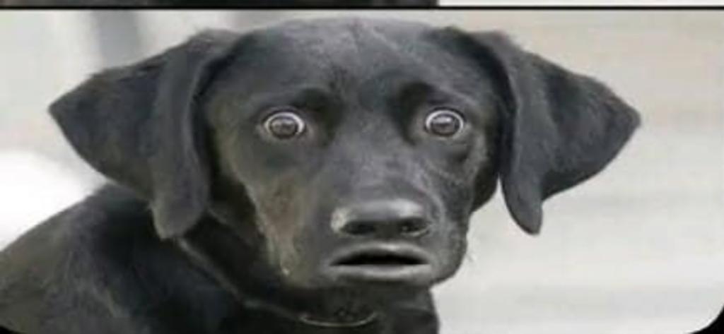 𝑭𝒓𝒆𝒅🦇 tweet media