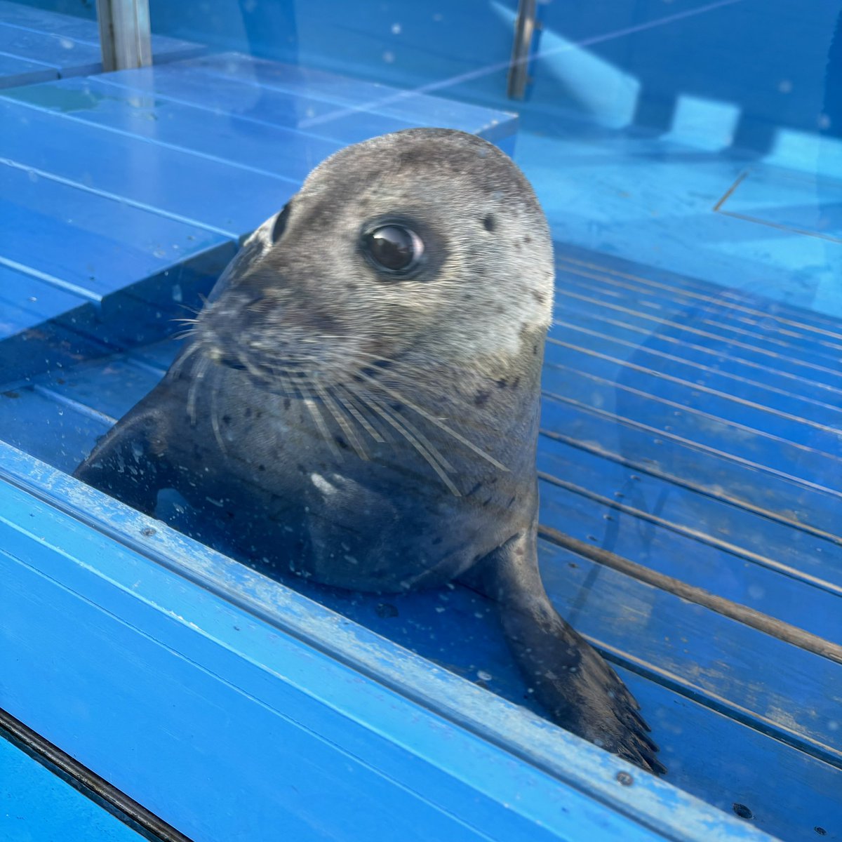 こころ🦭 tweet media