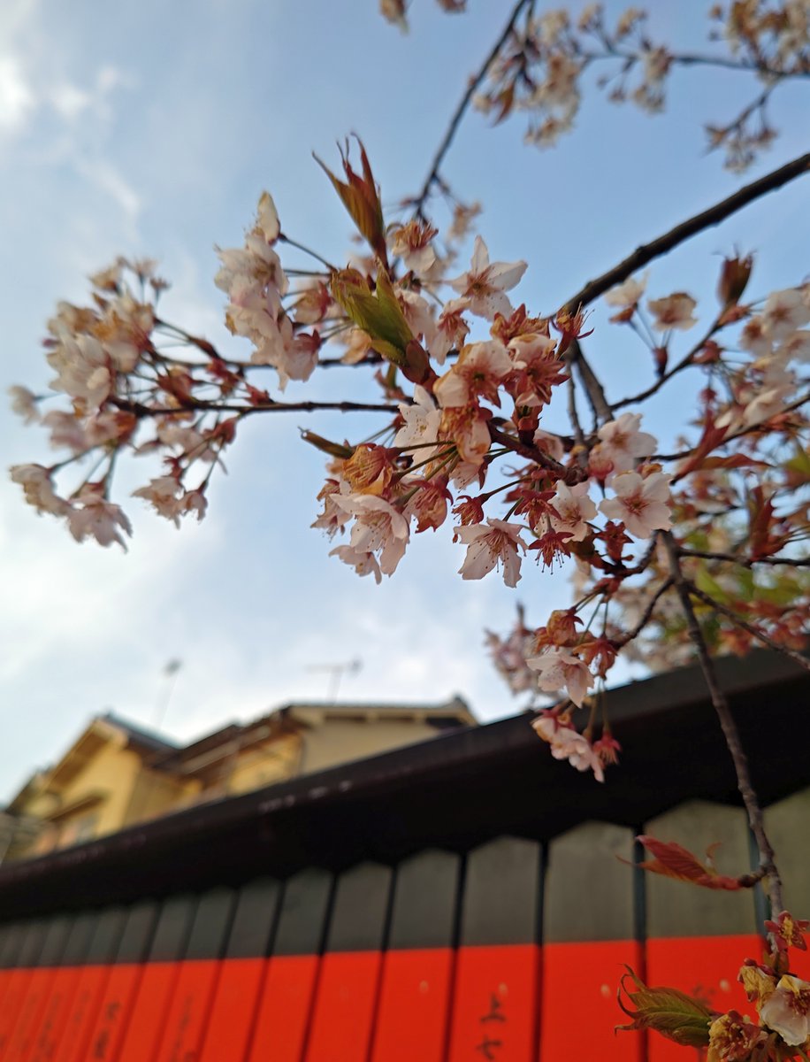 hitomihcx's tweet photo. Kurumazaki Shrine/車折神社/2026.03.20
#Kyoto #京都 #arashiyama #嵐山
#KurumazakiShrine #車折神社
#GeinoShrine #芸能神社
#NearbyShrine #近所の神社
#PlumBlossom #梅
#WeepingPlum #枝垂れ梅
#CherryBlossoms #桜
#KeisenCherryBlossom #渓仙桜 https://t.co/mb6vzDu9Iw