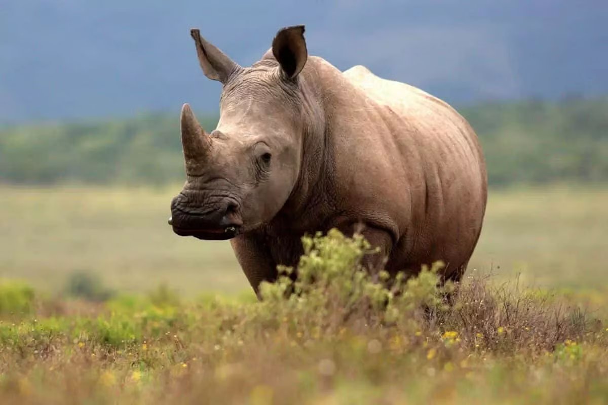 Siddharth Chhaya - સિદ્ધાર્થ છાયા 🇮🇳 tweet media