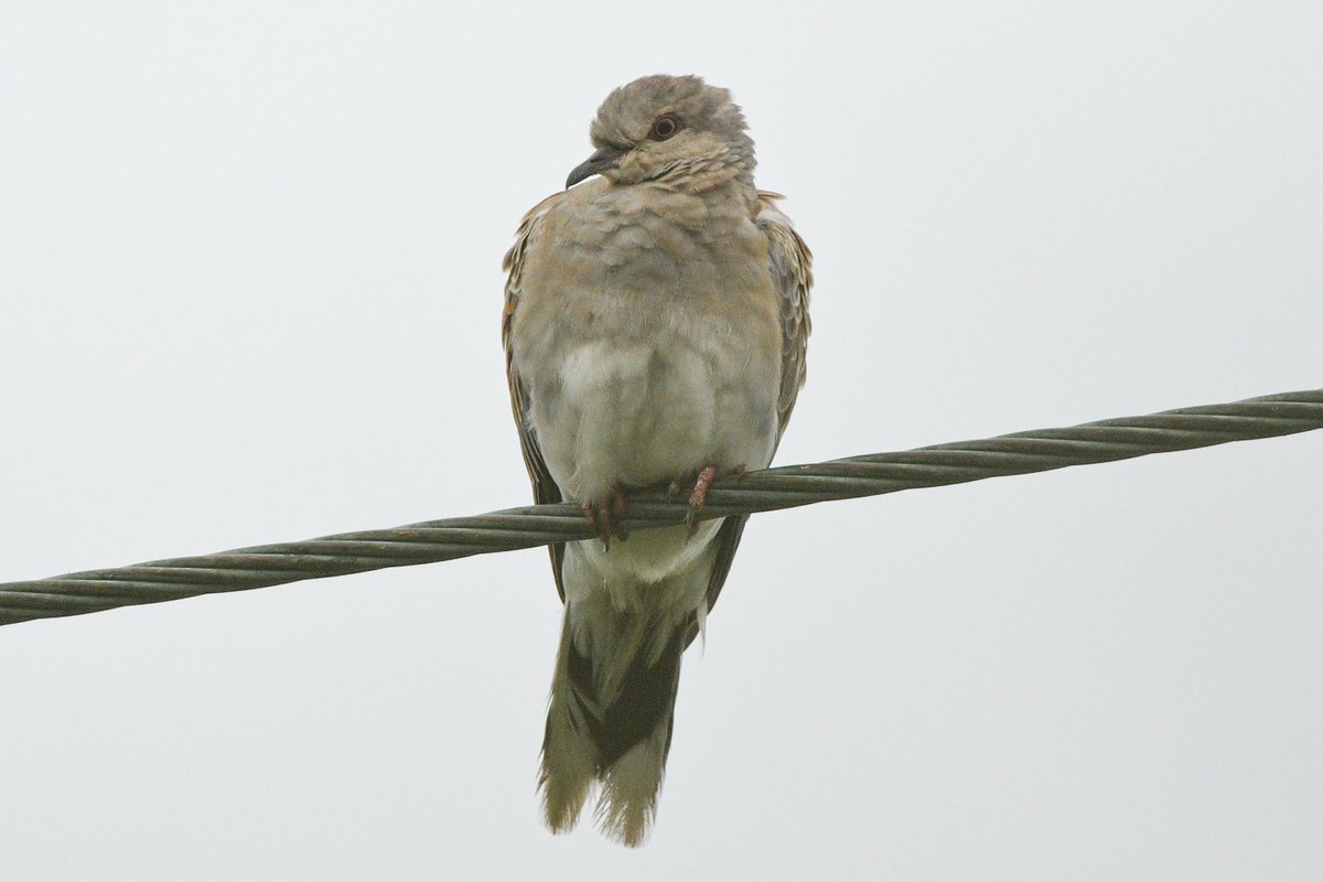 Deena Sharp tweet media